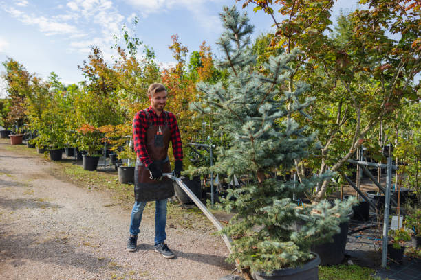 Best Emergency Storm Tree Removal  in USA